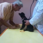 veterinar hotel za pse