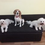 hotel za pse malih rasa